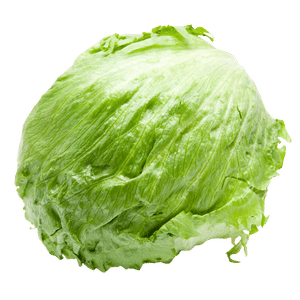 Lechuga Batavia fresca