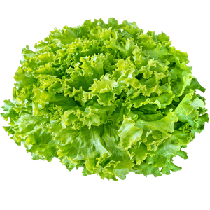 Lechuga crespa verde de hojas rizadas