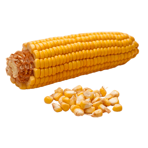Mazorca dulce de granos tiernos y amarillos