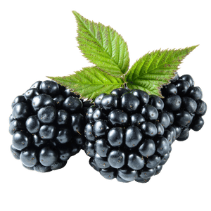 Moras frescas de color morado intenso